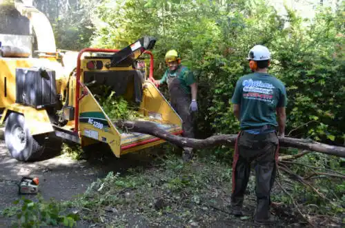 tree services Chamblee